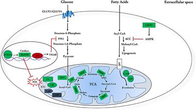 Emerging Roles of SIRT3 in Cardiac Metabolism